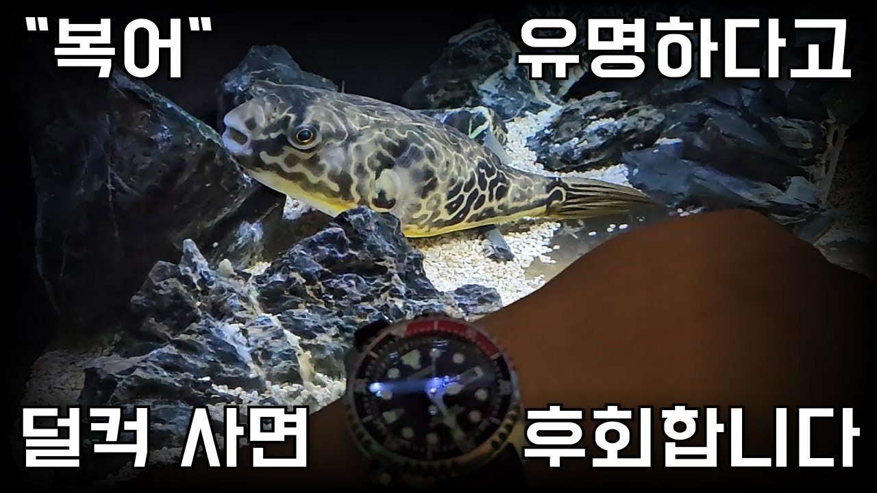 일단 사봤습니다. 시티즌 복어 코크 Citizen NY0085 Review
