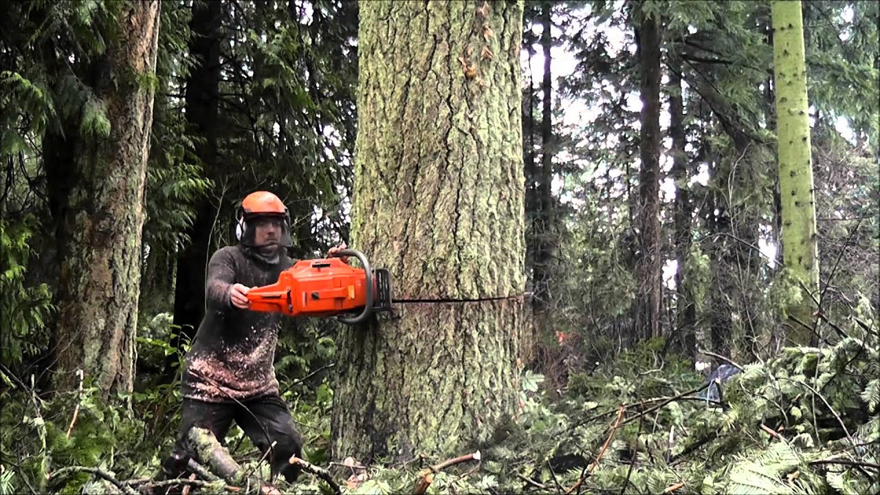 Grand fir Wreck. Tree services Victoria BC