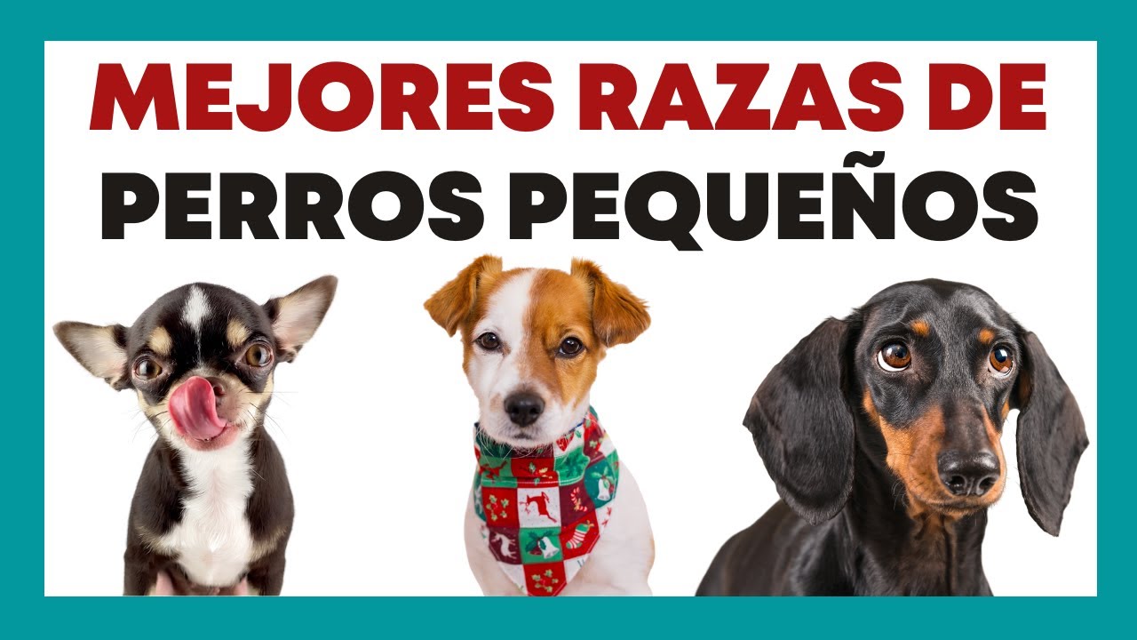 🐶 Las Mejores Razas de PERROS PEQUEÑOS para Casa o Departamentos (Ideales para Niños) 😍