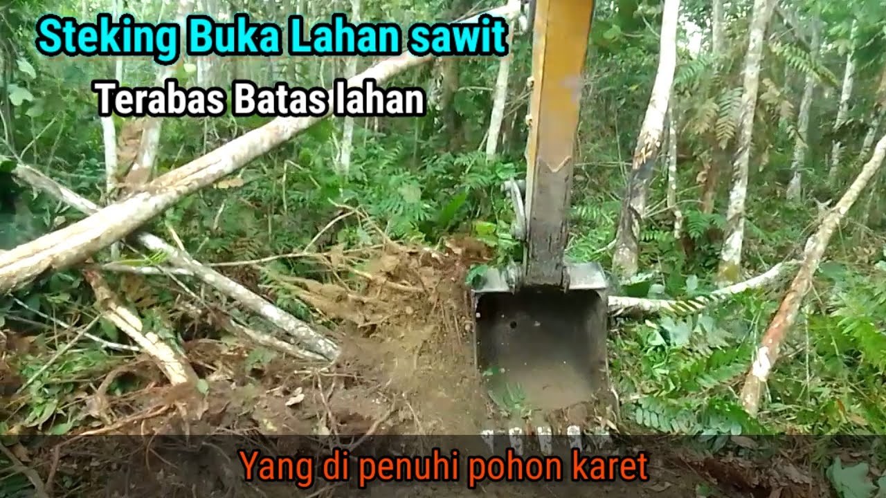 Sany sy75c Steking buka lahan sawit dengan menerabas batas lahan terlebih dahulu