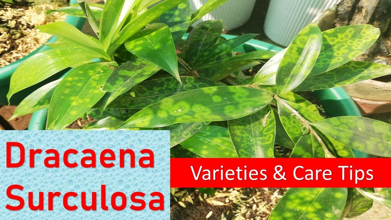 Dracaena Surculosa / Japanese Bamboo