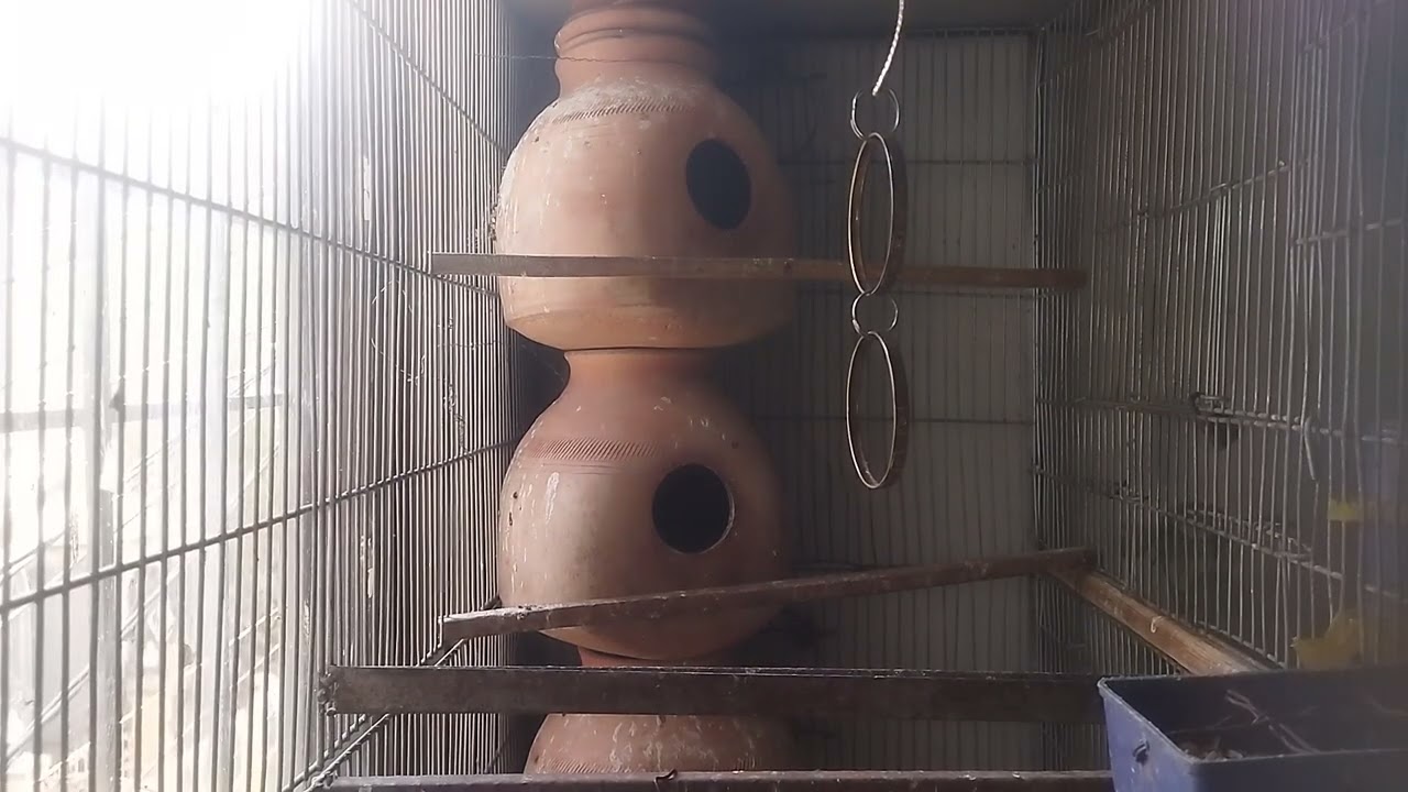Lucky Lovebirds daily amazing moments forever 🥳🦜🐦🕊️