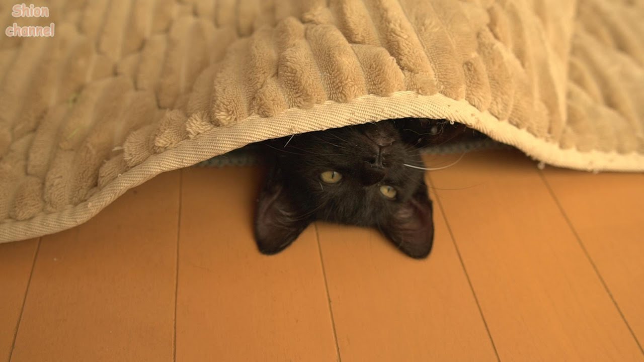朝起きたら寒かったのでホカぺで二度寝する子猫