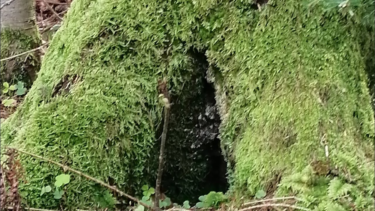 Umgang mit dem Grauen dieser Welt mit dem Tipp einer Fee #naturwesen #freiheit #wohlbefinden