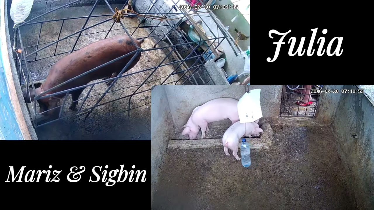 181 days old (Julia).                                                  100 days old (Sigbin & Mariz)