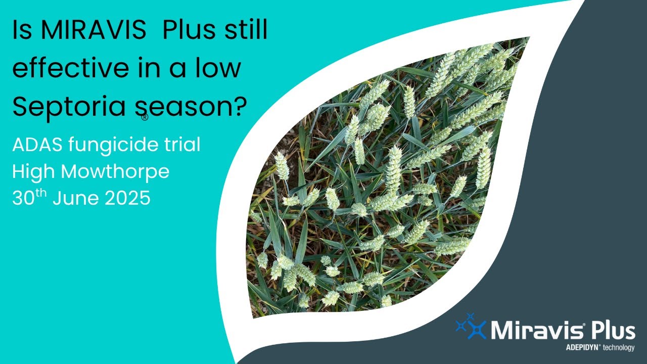 Is Miravis still effective in a low Septoria pressure season?