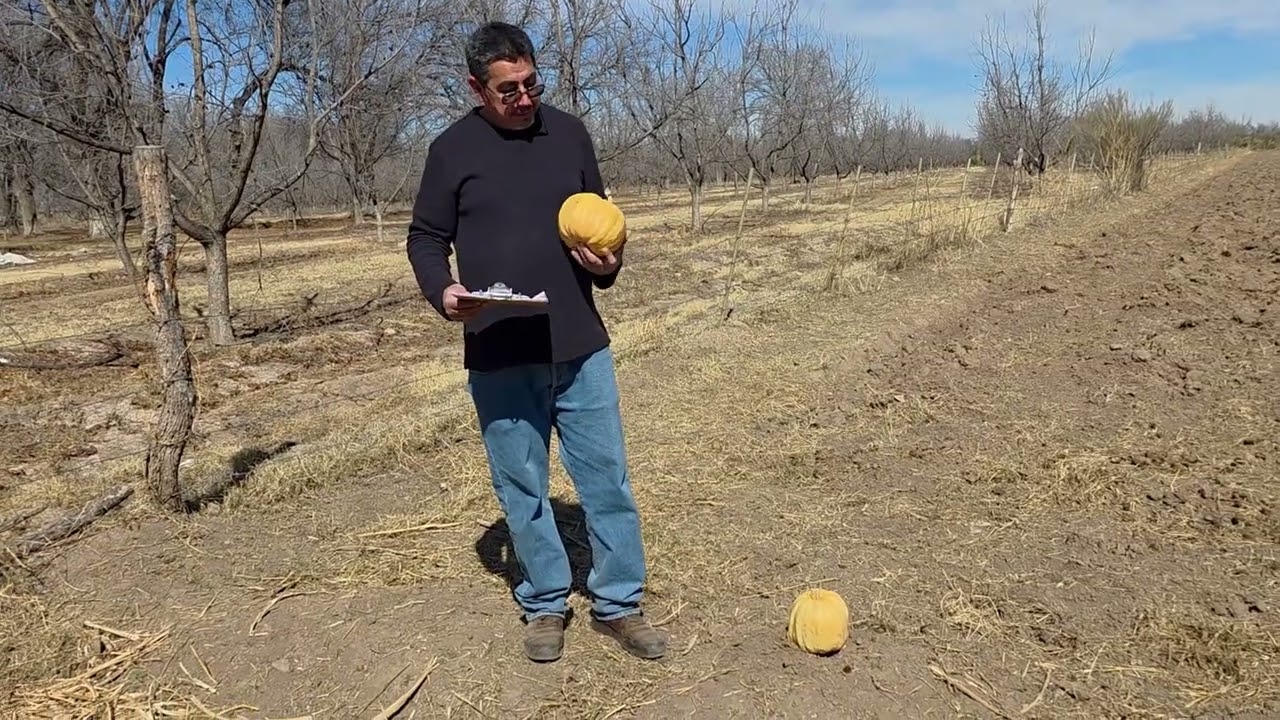 calabaza de castilla cosecha, postcosecha  y comercialización