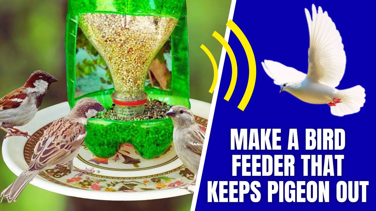How to Make A DIY Bird Feeder That Doesn&rsquo;t Attract Pigeons