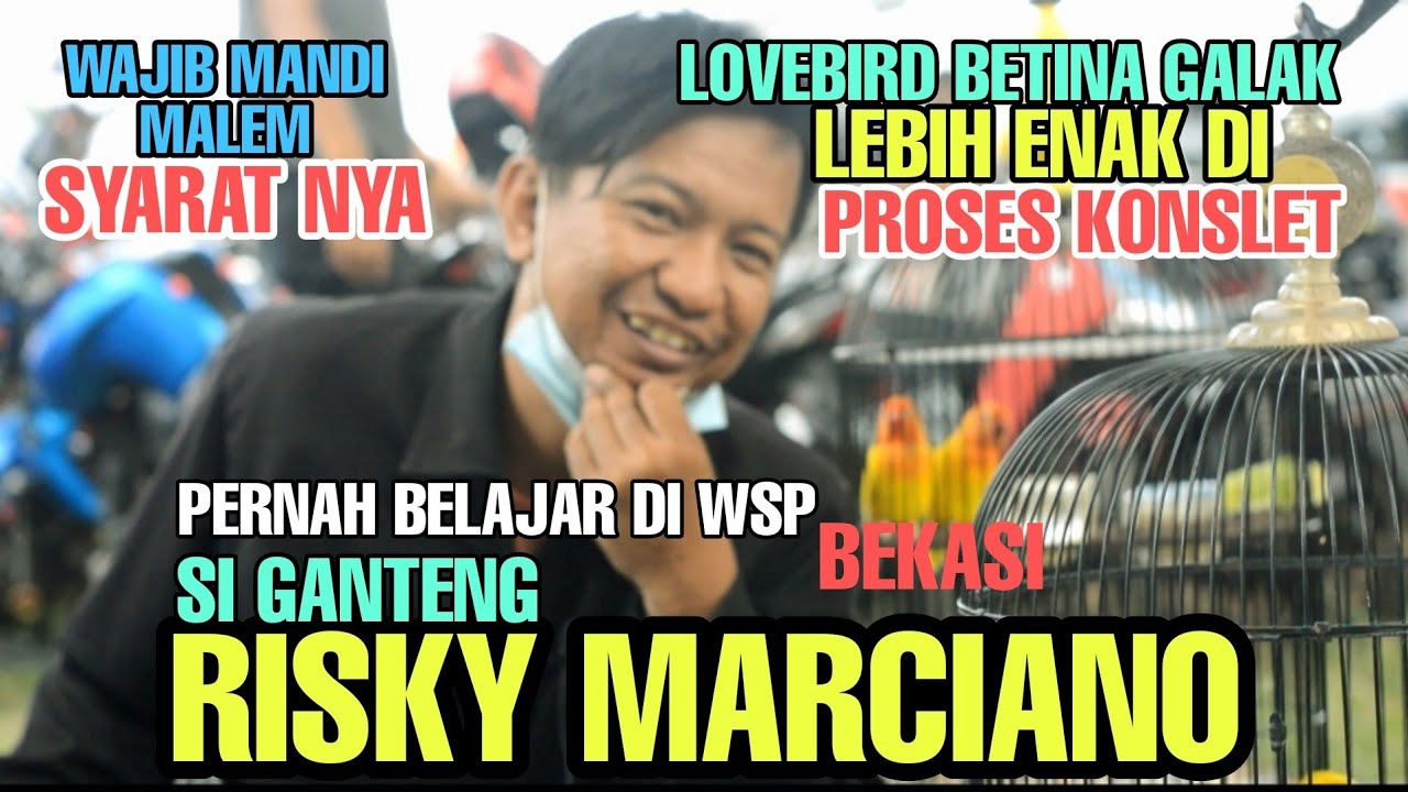 TERNYATA LOVEBIRD BETINA GALAK LEBIH MUDAH DIPROSES KONSLET 🛑 Wajib mandi malem 2 liter air