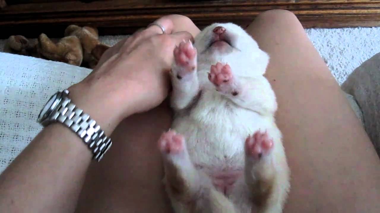 White Shiba Inu Puppy 9 days old