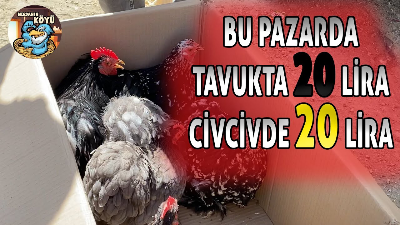 Dolu Dolu Bir Pazar - Ankara Tavuk Pazarı