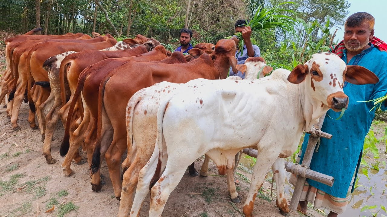 আজ ১৩/৪/২৫| জাতেমানে সেরা মানের শাহিওয়াল বাছুর | প্রচুর চাহিদা সম্পন্ন শাহিওয়াল ষাঁড় বাছুরের প্যাকেজ