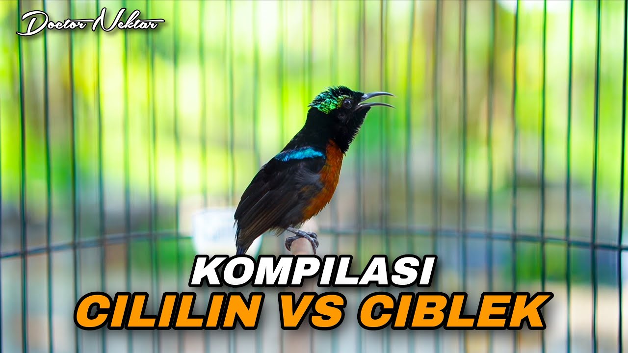 KOMPILASI TEMBAKAN KONIN GACOR FULL ISIAN BREN CIBLEK VS CILILIN COCOK UNTUK MASTERAN DAN PANCINGAN