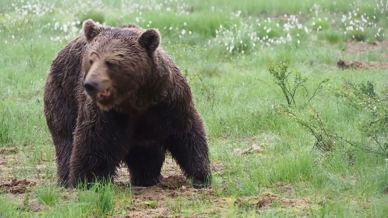 20230707 Finland Paradise Hide Brown bears