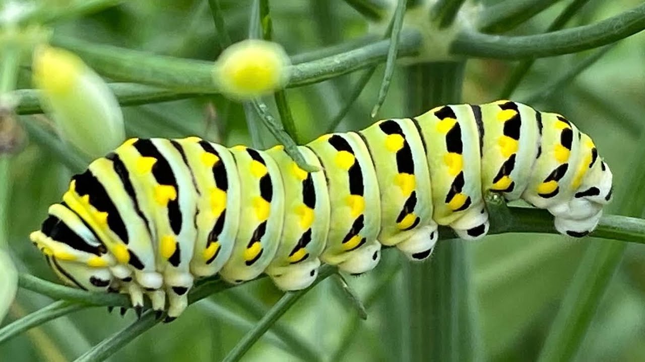Planning Guide for First Time Native Plant Installs