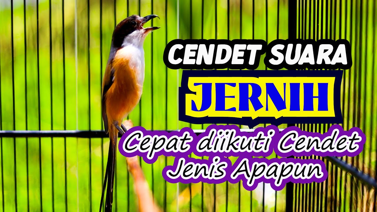 SUARA CENDET JERNIH, CEPAT DIIKUTI OLEH CENDET JENIS APAPUN, MASTERAN CENDET ISIAN MEWAH