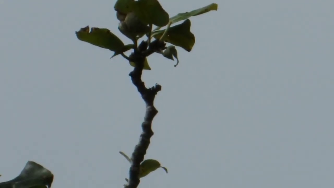 Here's an example of the insane zoom capabilities of the infamous Nikon P1000.