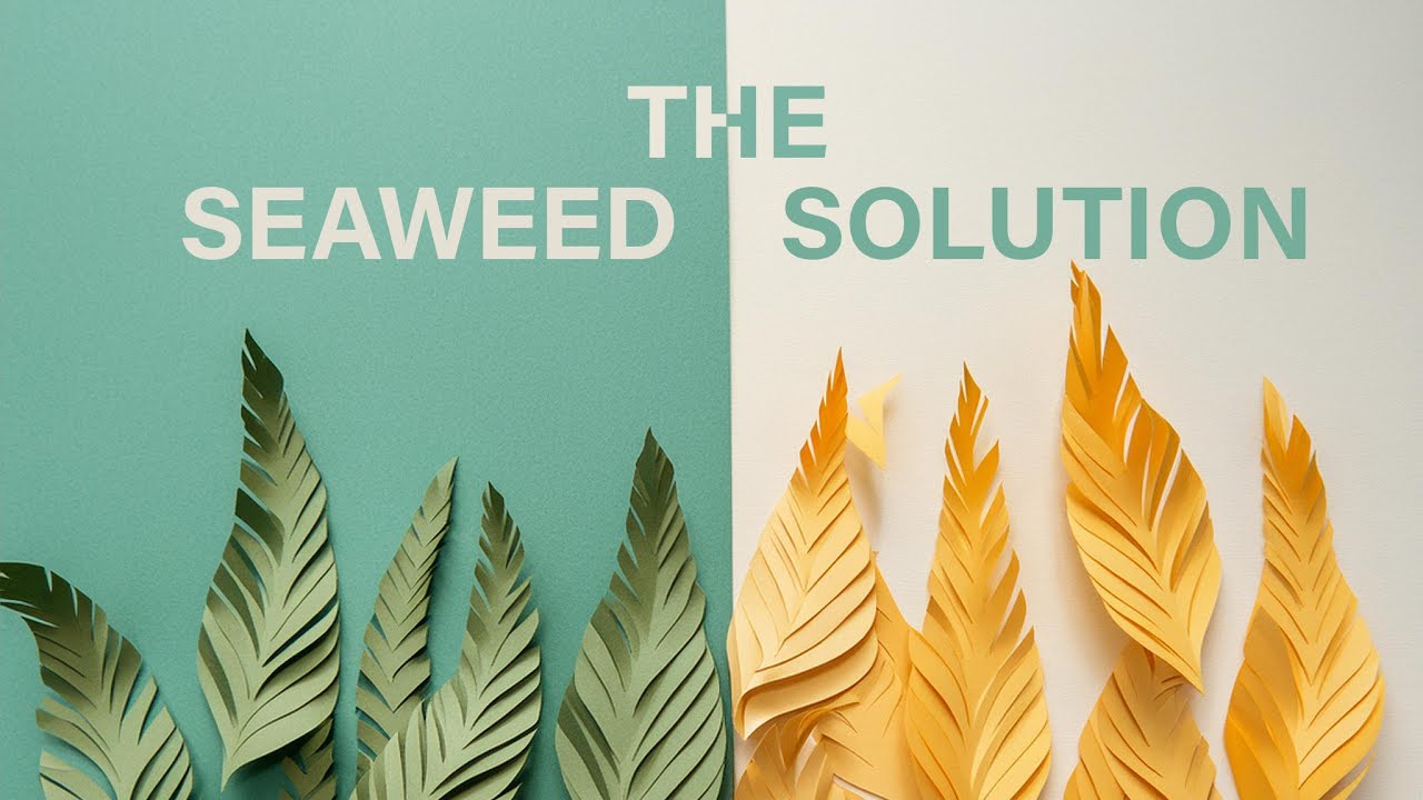 The Seaweed Solution | How Seaweed Innovation Is Transforming Agriculture Against Climate Change
