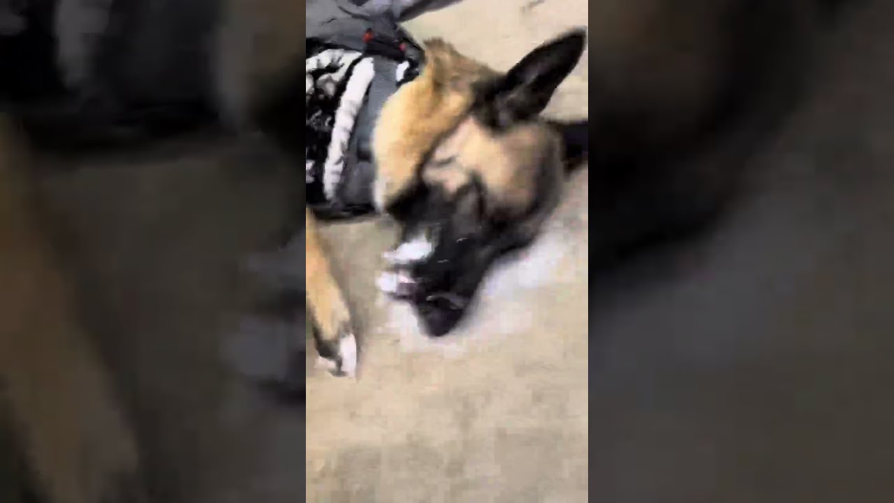 Young abused, neglected handicapped dog who with rehab was going great suffering sudden Epilepsy