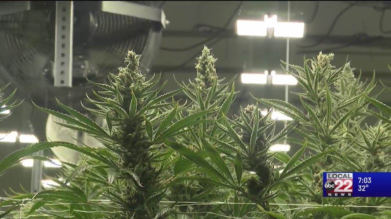 Behind the scenes tour of a VT cannabis facility