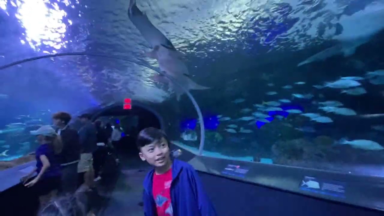 Exploring Ripley's Aquarium Toronto| Sharks, Rays & More - in the Heart of Canada|#160|#KiyoshiM.