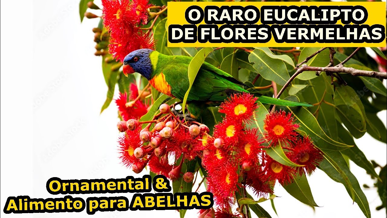 EUCALIPTO DE FLOR VERMELHA: Variedade RARA que Floresce o ano todo para produção de Mel e Apicultura