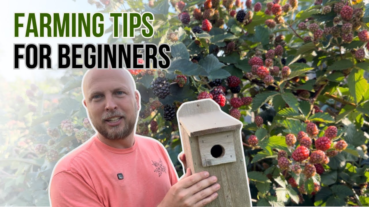 How to keep BIRDS away from your BERRIES!