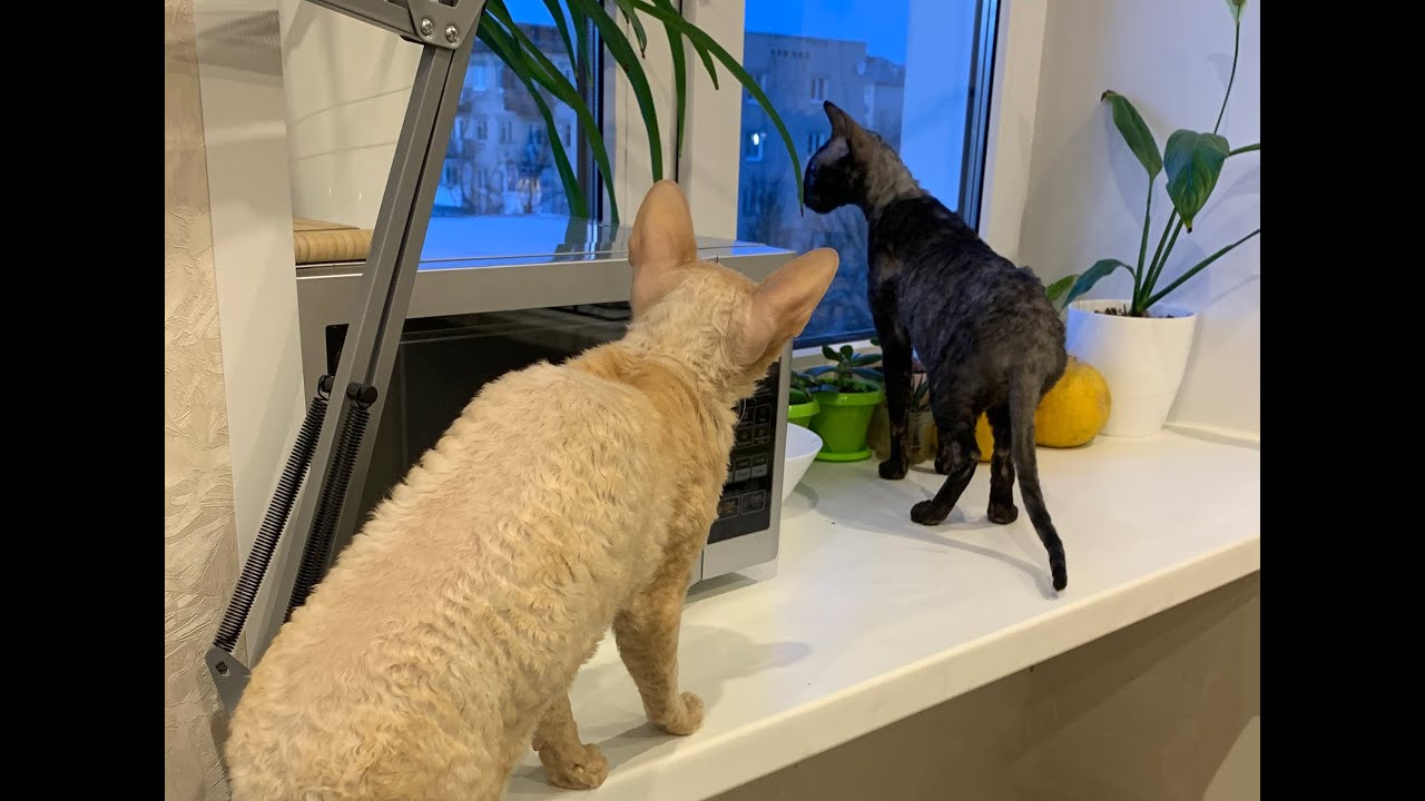 Black cat Cornish Rex Luna came to a new home