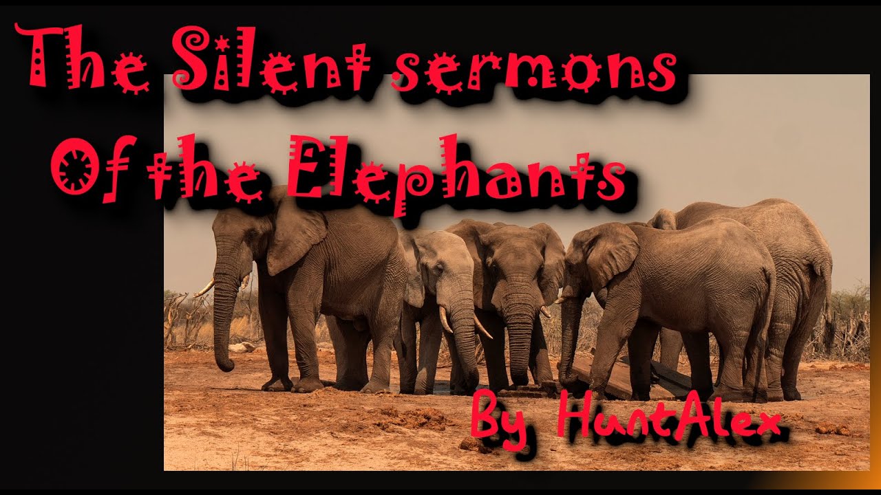 The Silent Sermon of the Elephants
