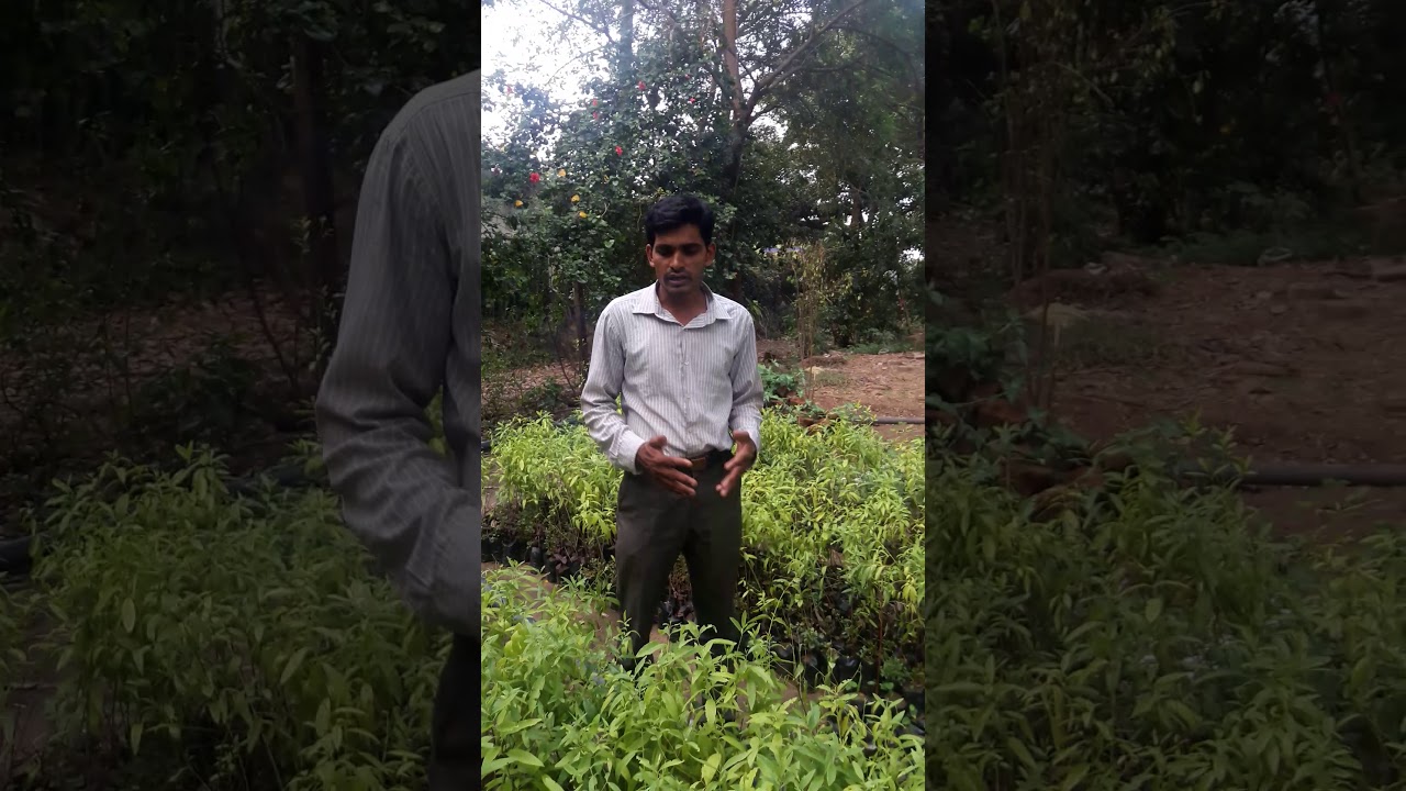 Chandan plants nursery