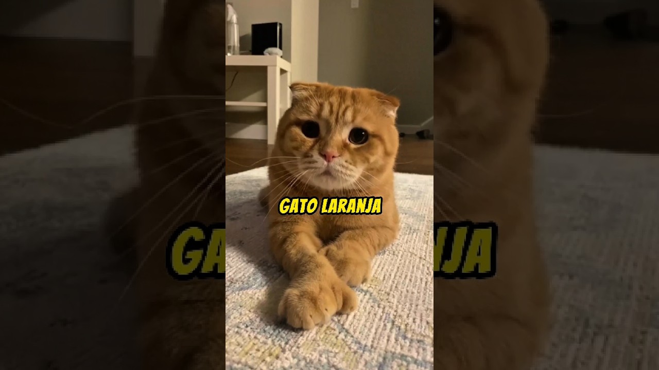 Curiosidades dos gatos LARANJAS