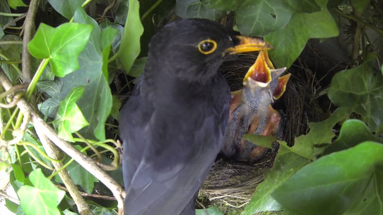Blackbirds Nesting and Feeding Chicks