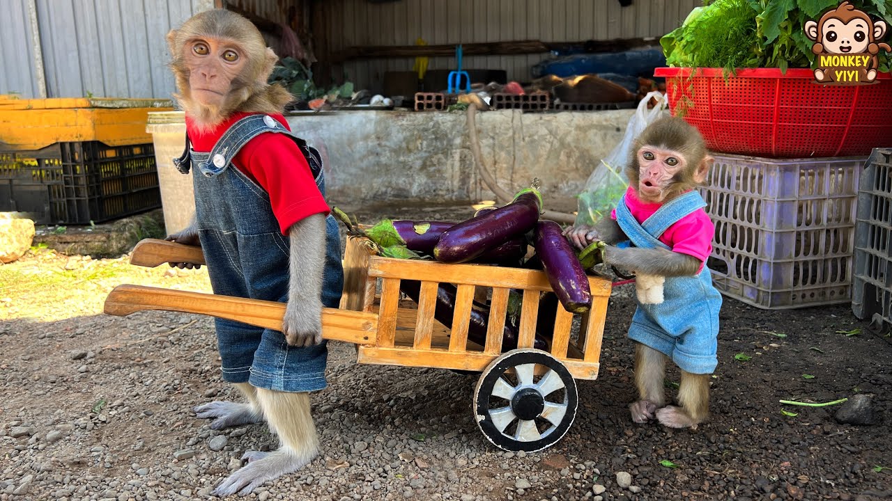 YiYi takes Yumy to harvest eggplants to sell and buy food
