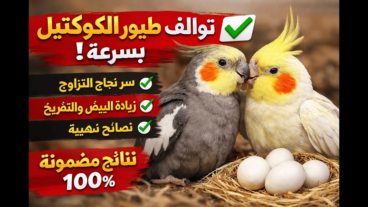 توالف طيور الكوكتيل بسرعة ✅ أسرار نجاح التزاوج وزيادة الإنتاج