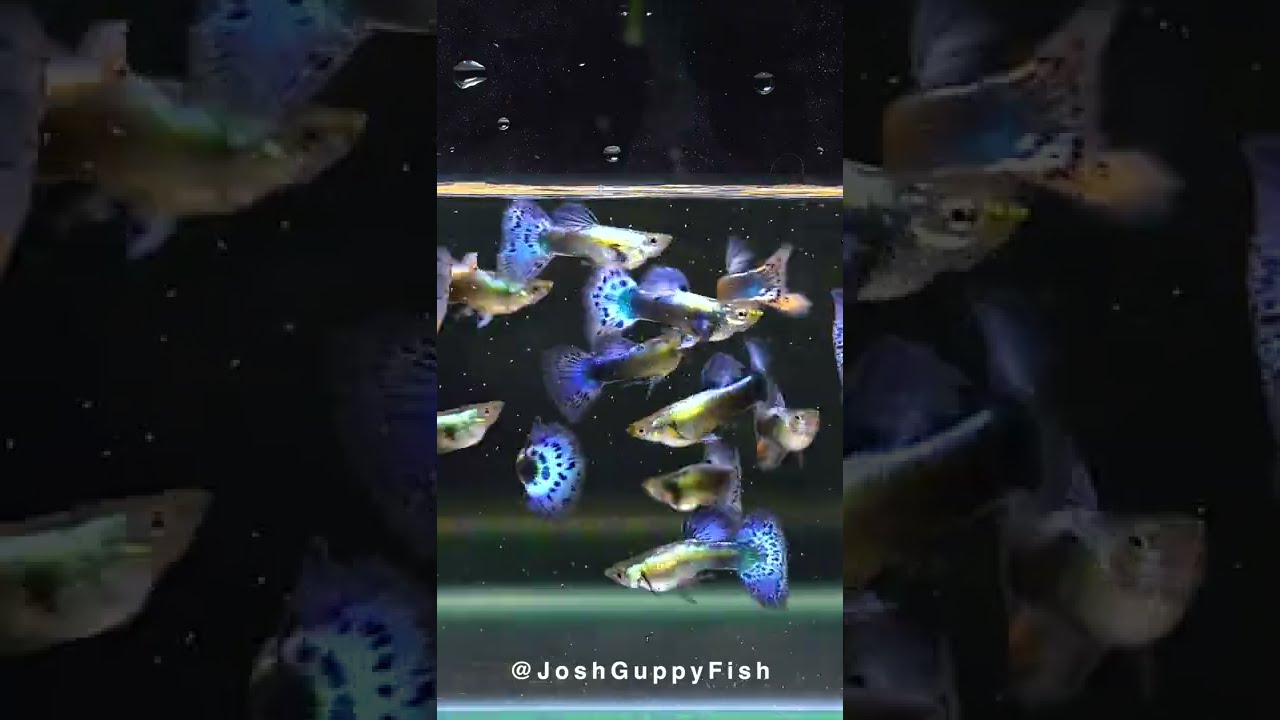 Platinum Purple/Blue Mosaic Male Guppy Fish  |  白金 蓝紫马赛克 公孔雀鱼