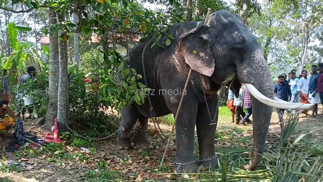 ഇത്തിത്താനം ഗജമേളക്ക് എത്തിയ ആനകൾ കാണിച്ചു കൂട്ടുന്നത് കണ്ടോ