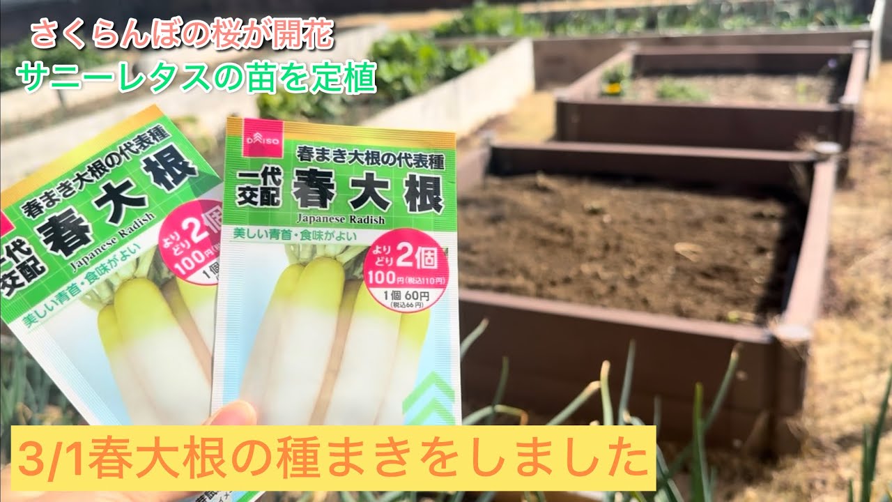 春大根の種まきしました/秋冬ニラの種まき/サニーレタス路地栽培/さくらんぼの桜が開花/猫活