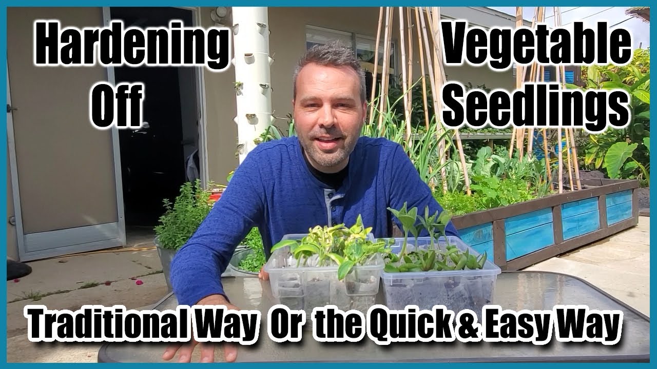 Hardening Off Your Seedlings - Traditional Way and an Easier 