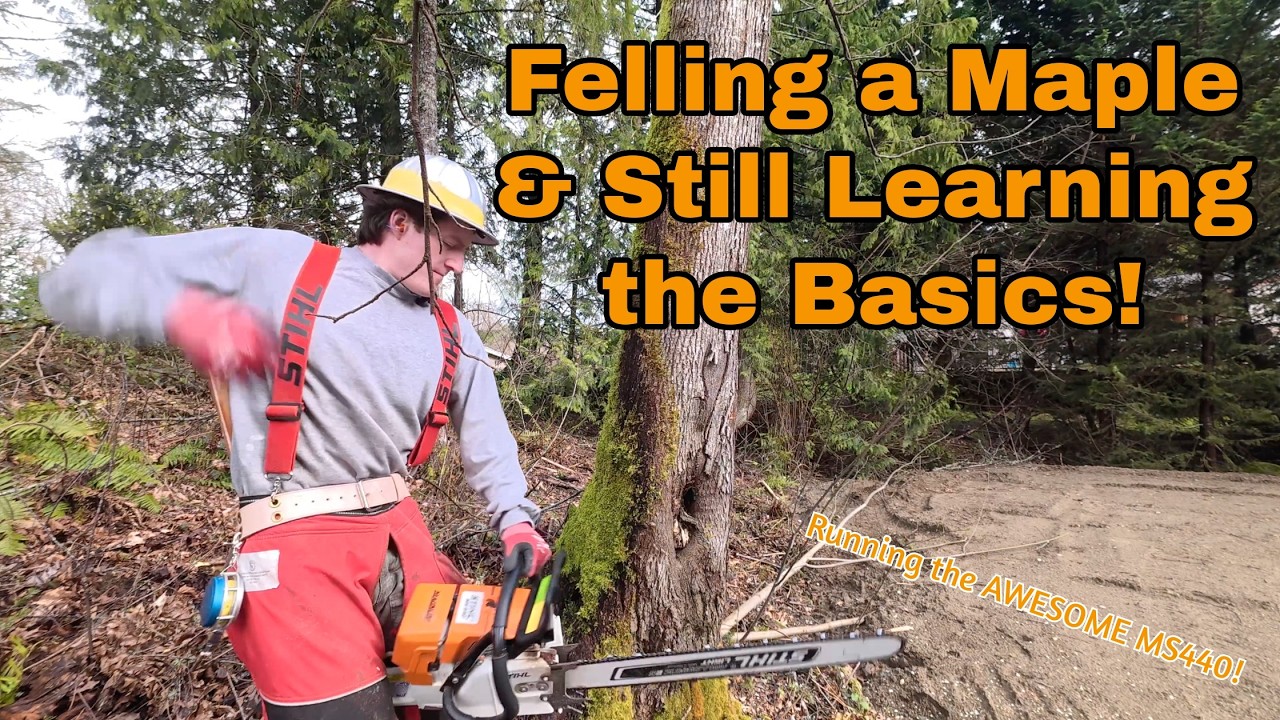 FELLING a Maple & Learning some AWESOME BASICS of Tree Cutting! #chainsawman #logging #learning