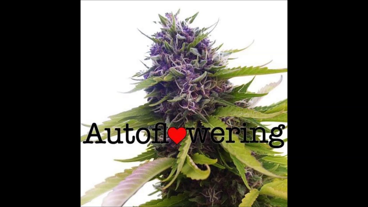 Blueberry Strain Review