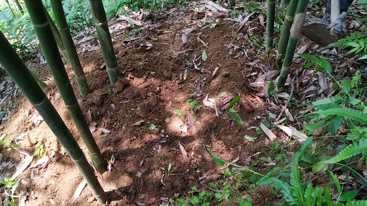 綠竹筍長筍比殺技公開