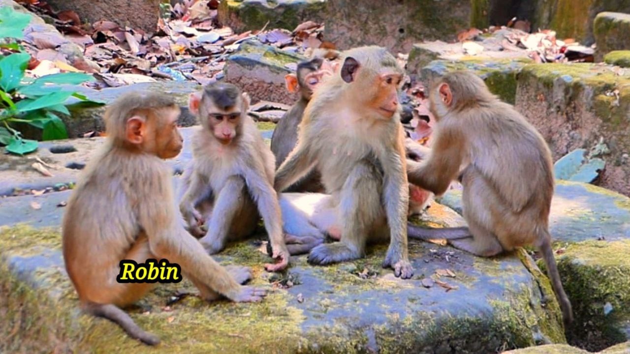 Unbelievable! Monkey Robin come to play with His sister Monkey Rainbow