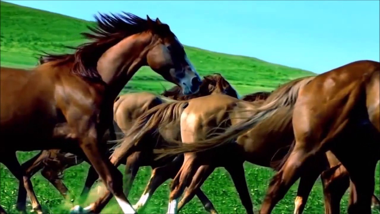 Azerbaijan - Muslim Magomayev