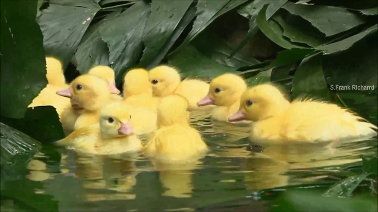 The Nature's beauty 