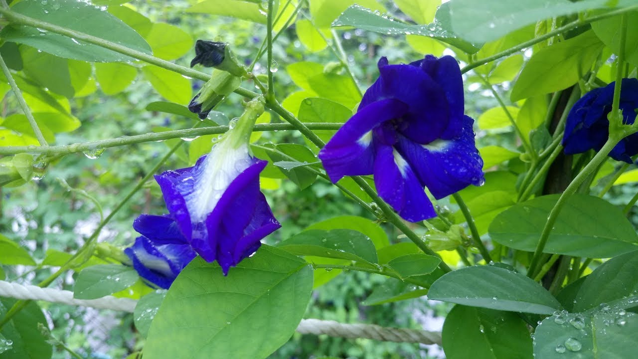 171002 林素妃自然青草園 1.蝶豆花超多的花青素在美容上的應用 2.本園夢幻蝶豆花園區 免費開放來賓入園參觀