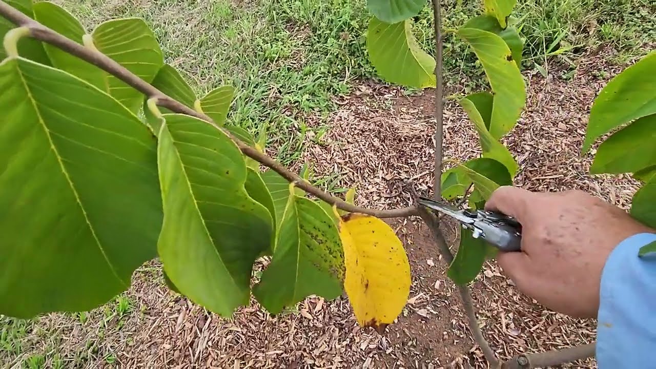 Poda de formação da Atemóia