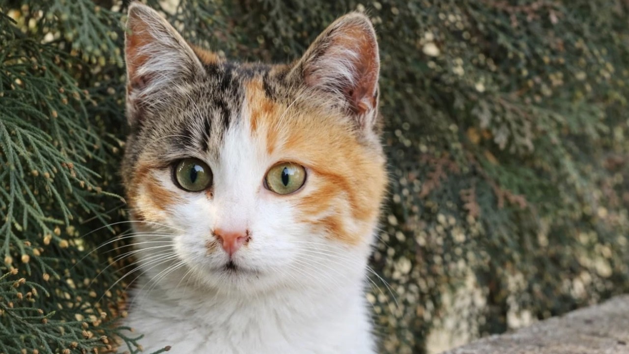 I Found a Cat Who Didn’t Know Where to Go