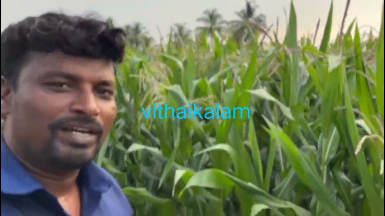 அதிக அளவில் மகரந்தம் அதிக அளவில் மகசூல் ஜியா 100 EMBREYO SEEDS PVT LTD