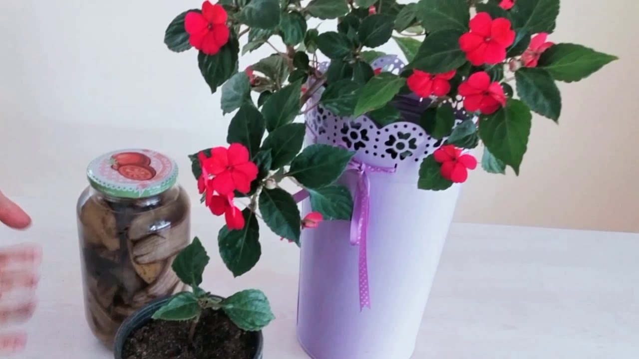 CAM GÜZELİ NASIL SÜREKLİ ÇİÇEK AÇAR, BAKIMI EN KOLAY ÇİÇEK, CAM GÜZELİ BAKIMI VE ÇOĞALTILMASI,