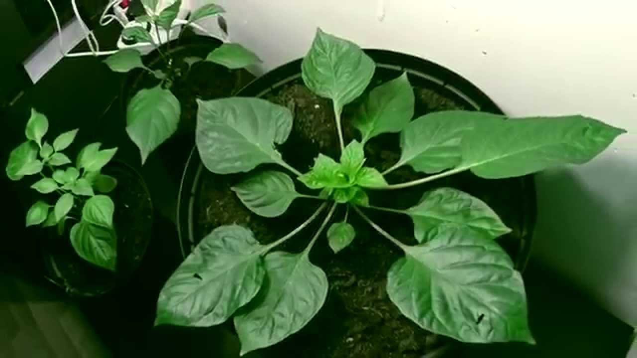 Trinidad Moruga Scorpion seven days timelapse!